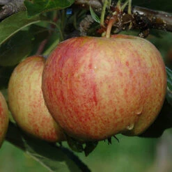 Trio Fruit Apple Tree 7 Trio Fruit Apple Tree -Flower Harvest Shop 300226 2