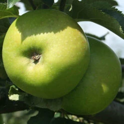 Trio Fruit Apple Tree 8 Trio Fruit Apple Tree -Flower Harvest Shop 300226 3