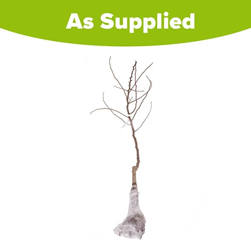 Trio Fruit Apple Tree 5 Trio Fruit Apple Tree - Image 5