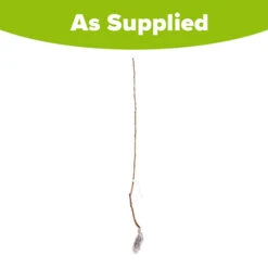 Cherry 'Queen Mary' Columnar -Flower Harvest Shop 300257 3