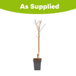 Apricot 'Dwarf Patio' -Flower Harvest Shop 300263 2