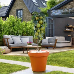 Apple Bolero Columnar