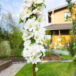 Pear 'Decora' Columnar -Flower Harvest Shop 300293 2