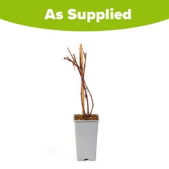 Tayberry -Flower Harvest Shop 310062 2