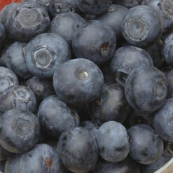 Blueberry Collection With Decorative Pots -Flower Harvest Shop 310082 2