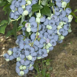 Blueberry Collection With Decorative Pots -Flower Harvest Shop 310082 3
