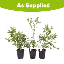 Blueberry Collection With Decorative Pots -Flower Harvest Shop 310082 5