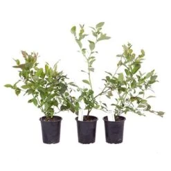 Blueberry Collection With Decorative Pots -Flower Harvest Shop 310082 6