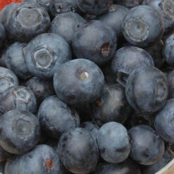 The Complete Blueberry Growing Kit -Flower Harvest Shop 310083 3