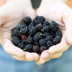 Morus Rotundiloba 'Mojoberry' Dwarf Mulberry 13 Morus Rotundiloba 'Mojoberry' Dwarf Mulberry -Flower Harvest Shop 310092 4