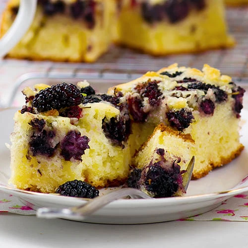 Morus Rotundiloba 'Mojoberry' Dwarf Mulberry 8 Morus Rotundiloba 'Mojoberry' Dwarf Mulberry - Image 8