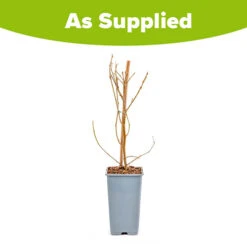 Morus Rotundiloba 'Mojoberry' Dwarf Mulberry 17 Morus Rotundiloba 'Mojoberry' Dwarf Mulberry -Flower Harvest Shop 310092 8