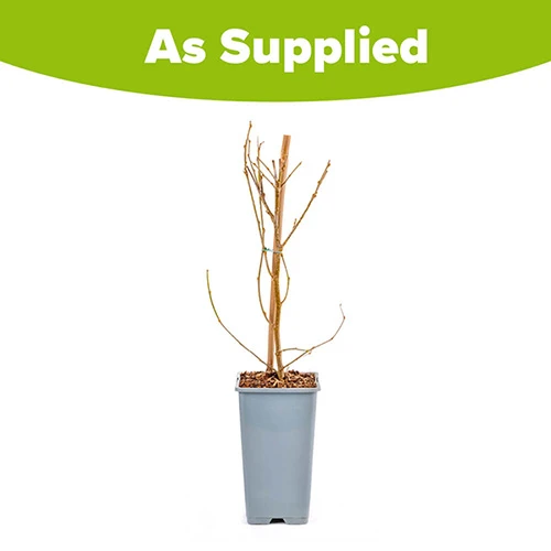 Morus Rotundiloba 'Mojoberry' Dwarf Mulberry 9 Morus Rotundiloba 'Mojoberry' Dwarf Mulberry - Image 9