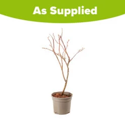 Blueberry Vaccinium (early Season) -Flower Harvest Shop 310120 2