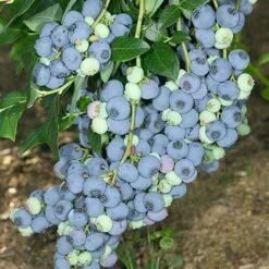 Blueberry Vaccinium (mid Season)