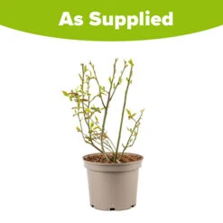 Blueberry Vaccinium (mid Season) -Flower Harvest Shop 310121 2