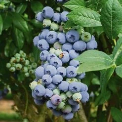 Complete Blueberry Vaccinium Kit -Flower Harvest Shop 310123 3