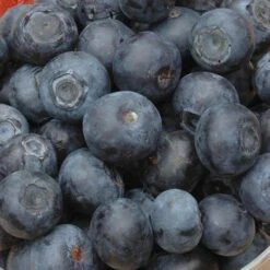 Complete Blueberry Vaccinium Kit -Flower Harvest Shop 310123 4