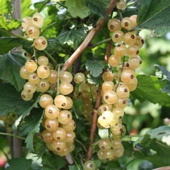 Currant 'Summer Pearls' Collection -Flower Harvest Shop 310170 2