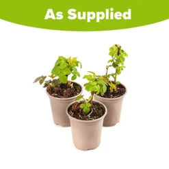 Set Of 3 Trailing Blackberry 'Black Cascade' -Flower Harvest Shop 310180 2