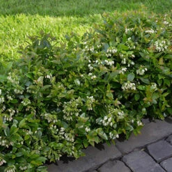 Blueberry BerryBux -Flower Harvest Shop 310186 2