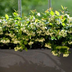 Blueberry BerryBux -Flower Harvest Shop 310186 3