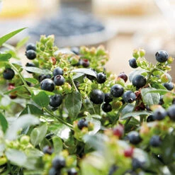 Blueberry BerryBux -Flower Harvest Shop 310186 5