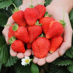 Strawberry 'Cambridge Favourite' -Flower Harvest Shop 320003 2