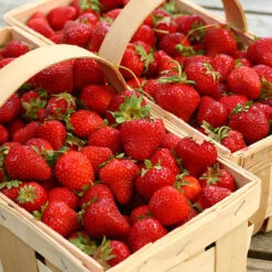 Strawberry 'Cambridge Favourite' -Flower Harvest Shop 320003 3