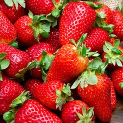 Everbearer Strawberry 'Sweet Summer' -Flower Harvest Shop 320070 2