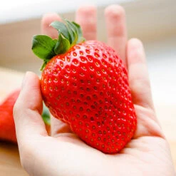 Strawberry 'Sweet Colossus' -Flower Harvest Shop 320074 2