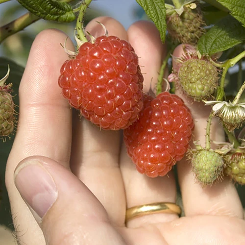 Raspberry Long-Cane 2 Raspberry Long-Cane - Image 2