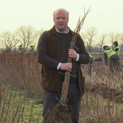 Raspberry Long-Cane 8 Raspberry Long-Cane -Flower Harvest Shop 330002 3