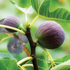 Hardy Fig 'Brown Turkey' -Flower Harvest Shop 340029 2