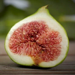 Hardy Fig 'Brown Turkey' -Flower Harvest Shop 340029 3
