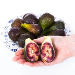 Hardy Fig 'Brown Turkey' -Flower Harvest Shop 340029 5