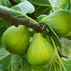 Hardy Fig 'Brown Turkey' -Flower Harvest Shop 340029 6