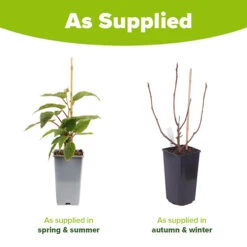 Hardy Fig 'Brown Turkey' -Flower Harvest Shop 340029 7