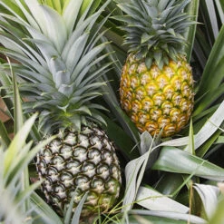 Edible Indoor Pineapple Plant - Ananas Comosus. -Flower Harvest Shop 340031 1