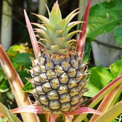 Edible Indoor Pineapple Plant - Ananas Comosus. -Flower Harvest Shop 340031 2