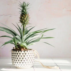 Edible Indoor Pineapple Plant - Ananas Comosus. -Flower Harvest Shop 340031 4