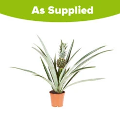 Edible Indoor Pineapple Plant - Ananas Comosus. -Flower Harvest Shop 340031 5