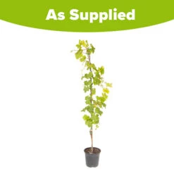 Flower Harvest Shop -Flower Harvest Shop 340034 1