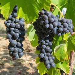 Red Grape Vine