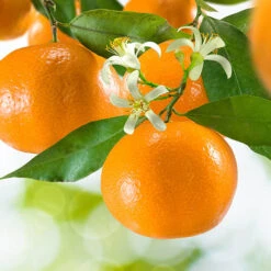 'Mandarin' Citrus -Flower Harvest Shop 340043 2