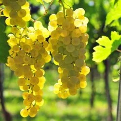 Pair Of Table Grape Vines -Flower Harvest Shop 340070 2