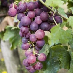 Pair Of Table Grape Vines -Flower Harvest Shop 340070 3