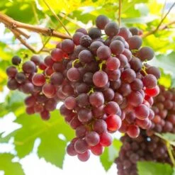 Pair Of Table Grape Vines -Flower Harvest Shop 340070 5