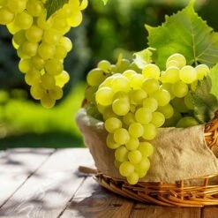 Pair Of Table Grape Vines -Flower Harvest Shop 340070 6