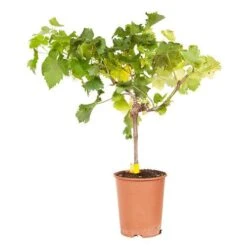 Pair Of Table Grape Vines -Flower Harvest Shop 340070 8